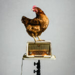 Radiohuhn_025-2